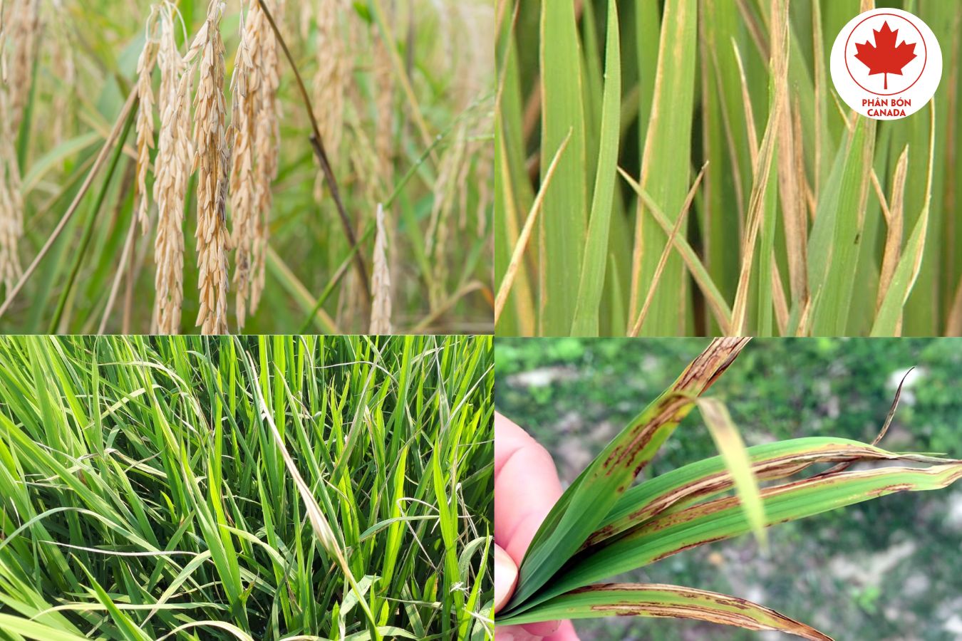 Các bệnh thường gặp khi trồng lúa