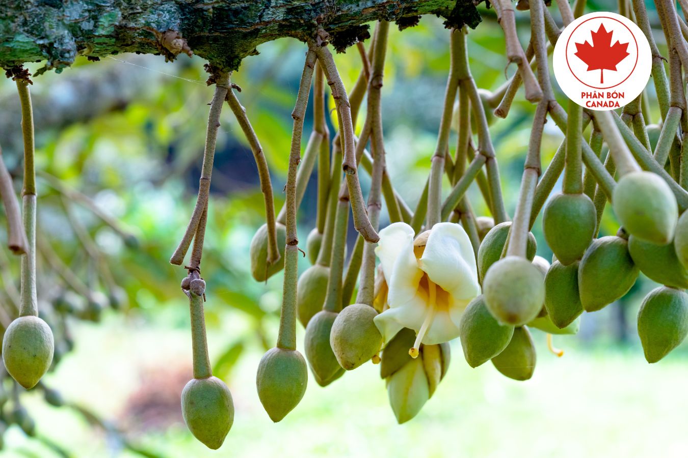 Chăm sóc sầu riêng nuôi trái