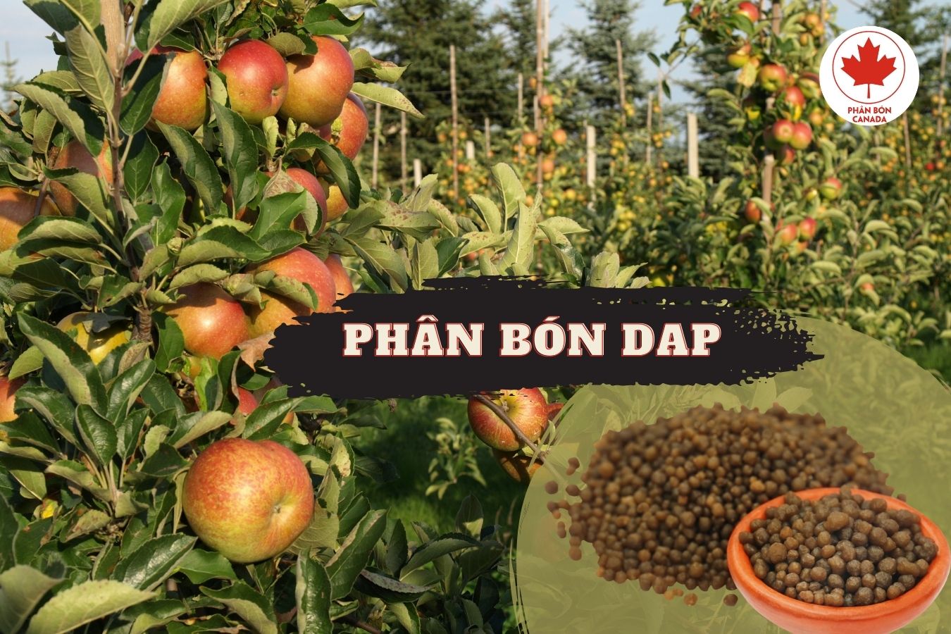 Phân bón DAP cho cây trồng