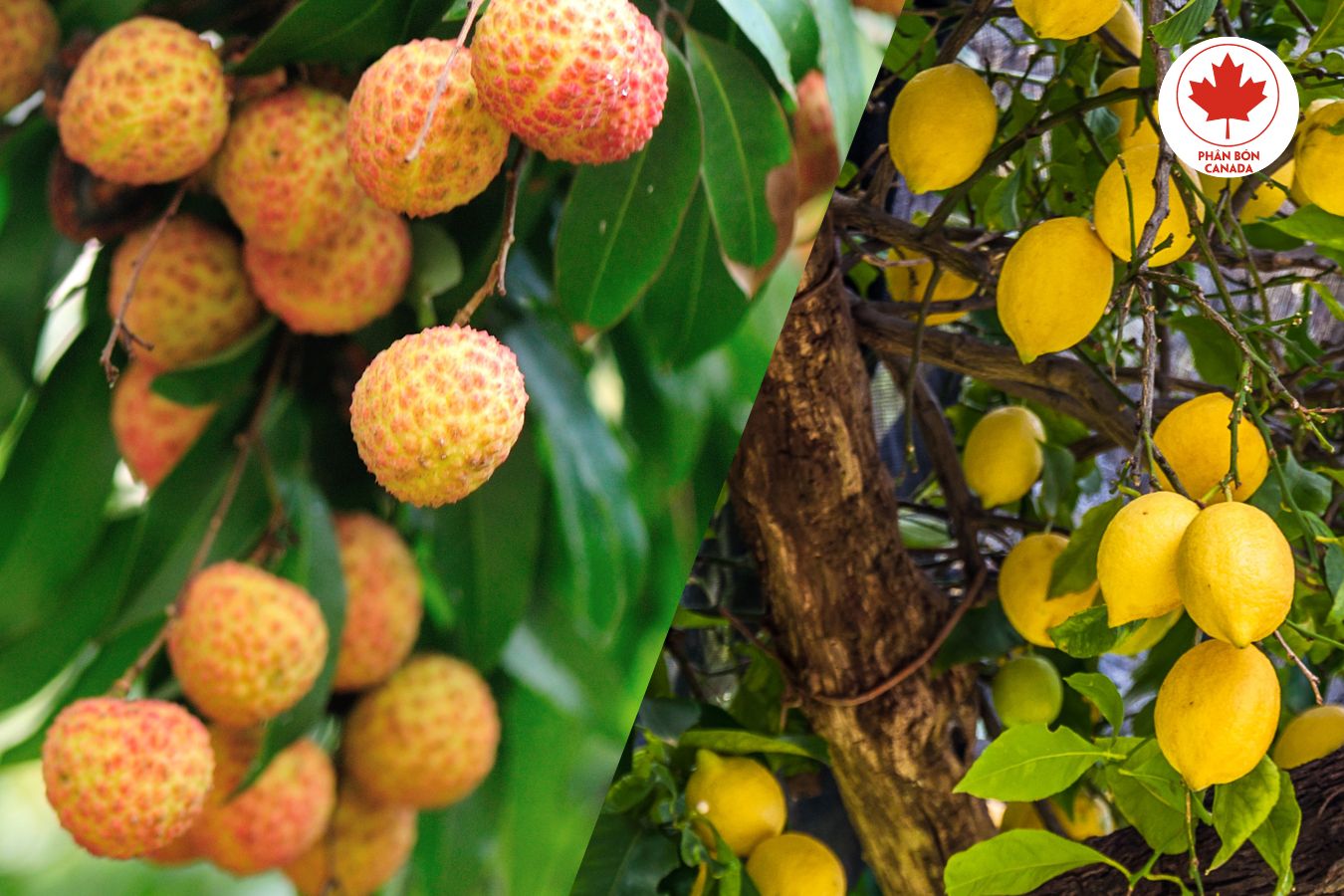 Tác hại của Paclobutrazol đối với cây ăn quả