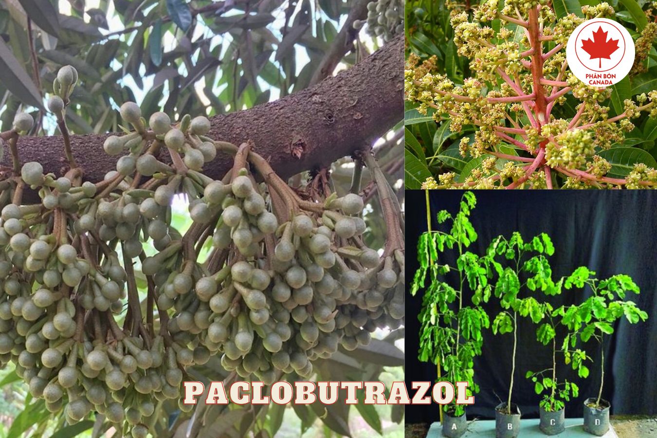Tác hại của Paclobutrazol đối với cây ăn trái
