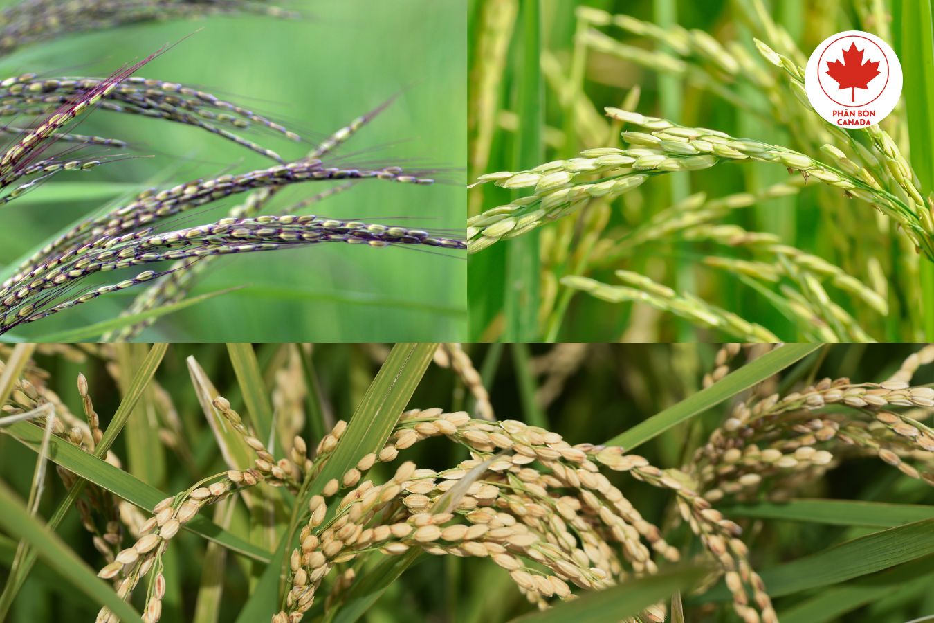 các loại lúa nếp - trồng lúa nếp cho năng suất