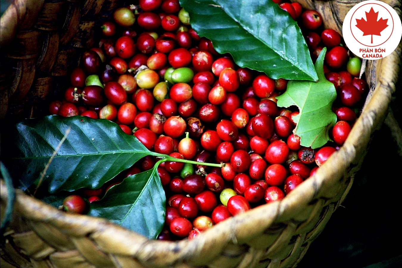 chăm sóc cây cà phê chè Arabica