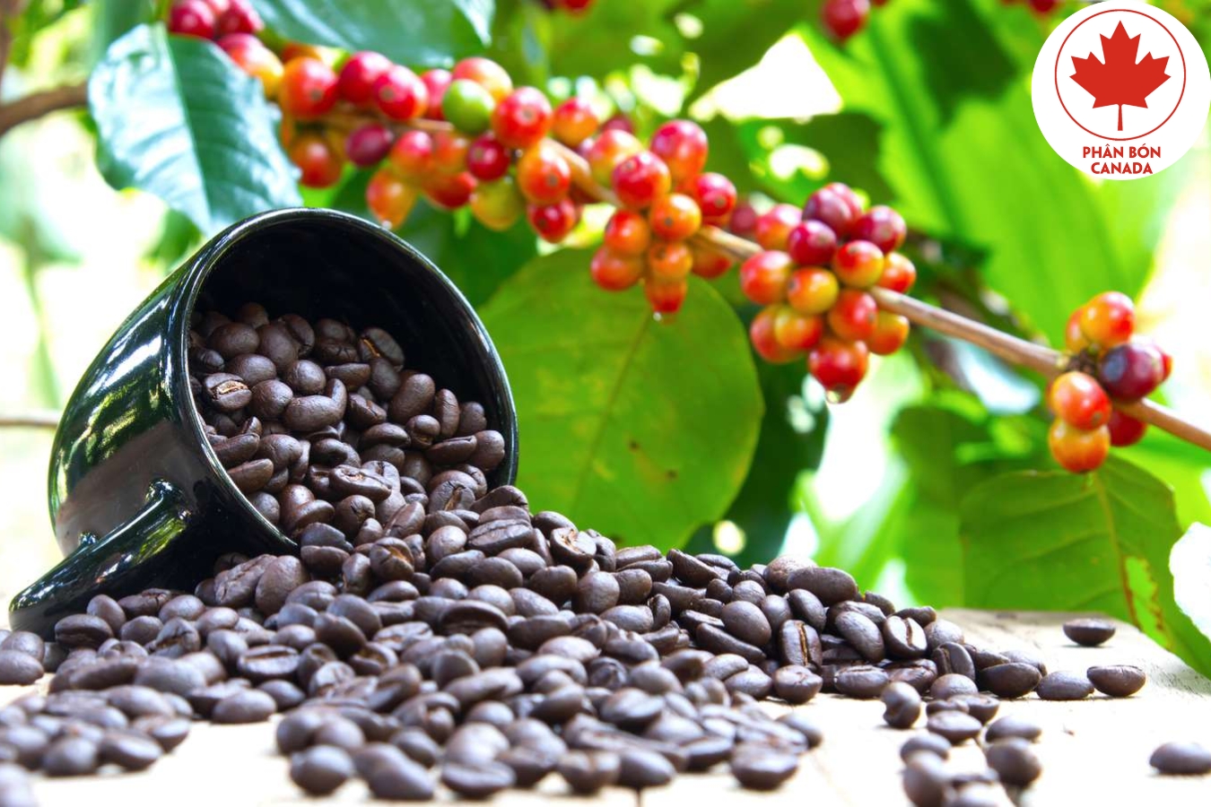 chăm sóc cây cà phê chè Arabica