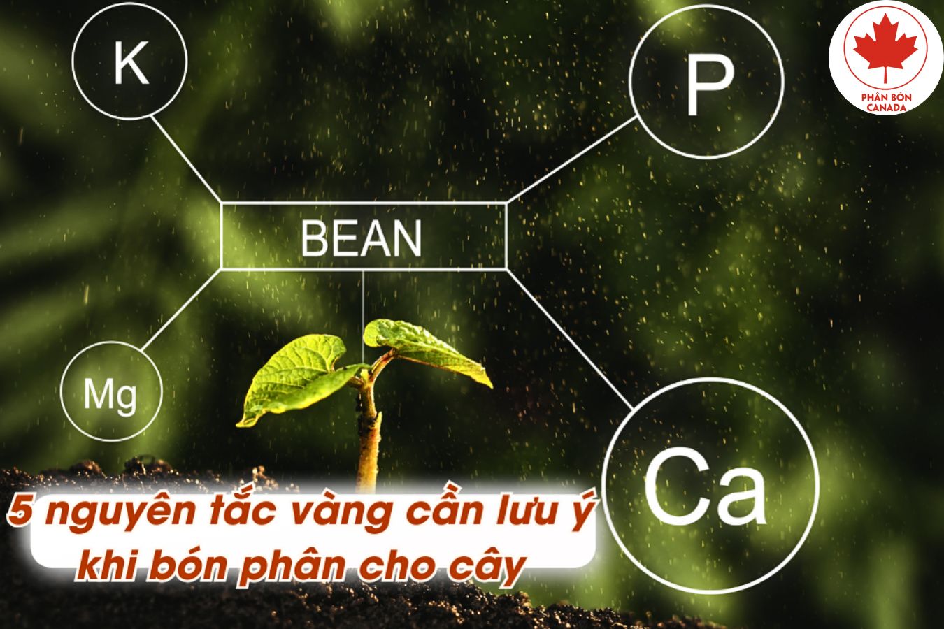 5 Nguyên Tắc bón phân hợp lý