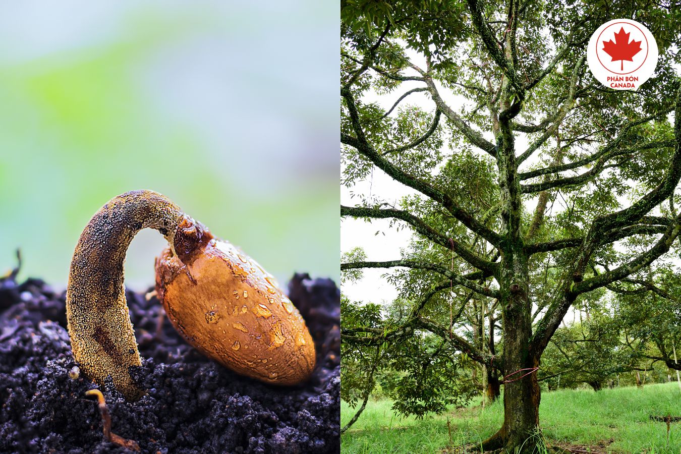 8 lý do nên dùng siêu acid humic cho cây sầu riêng nhà bạn