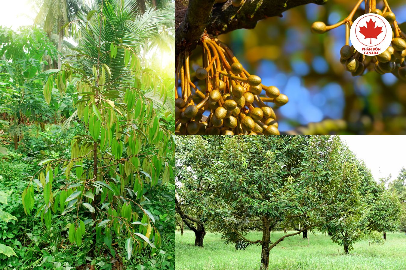 8 lý do nên dùng siêu acid humic cho cây sầu riêng trong vườn nhà bạn