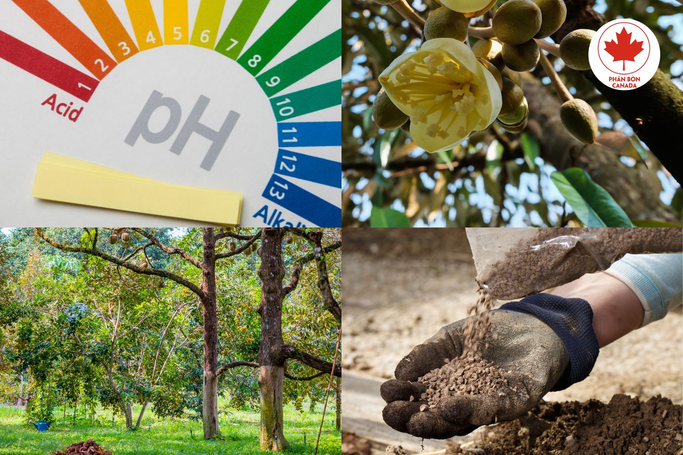 8 lý do nên dùng siêu acid humic cho cây sầu riêng vườn bạn