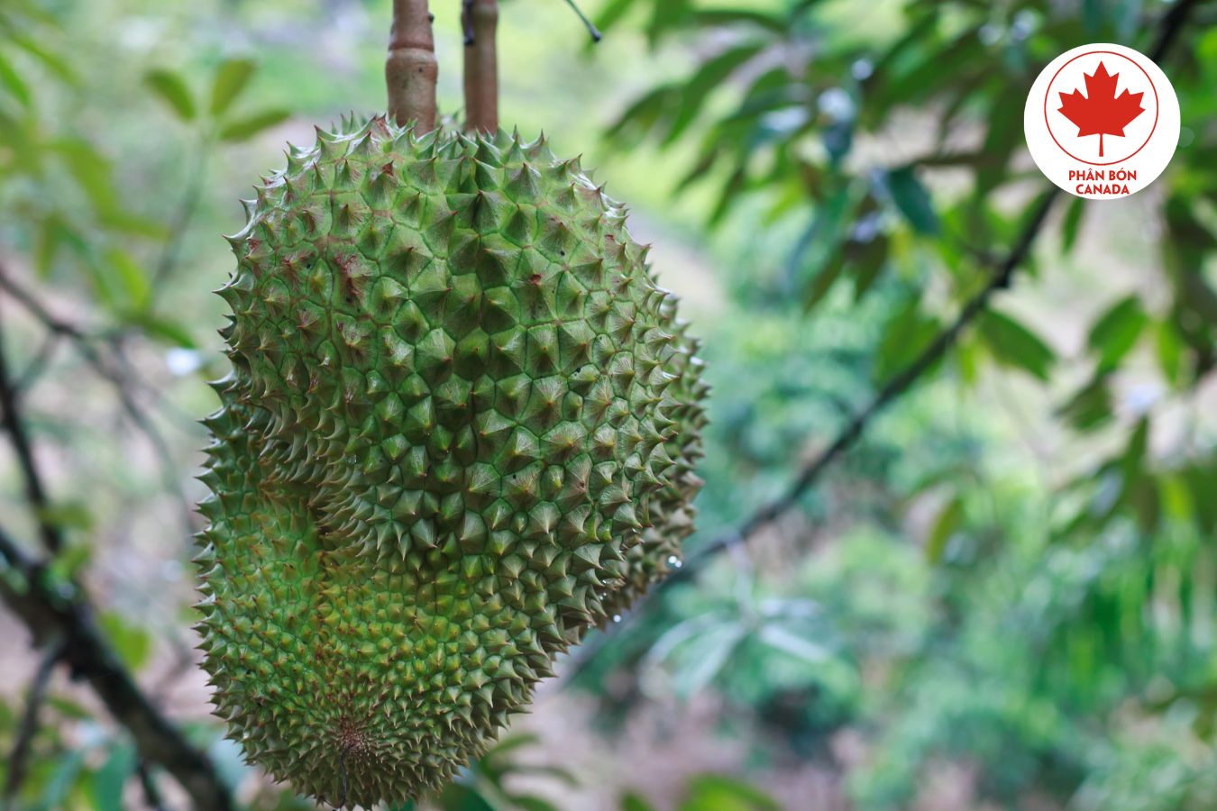 sầu riêng bị rụng lá