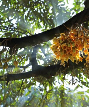 hạn chế rụng hoa rụng trái sầu riêng