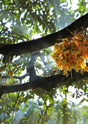 hạn chế rụng hoa rụng trái sầu riêng